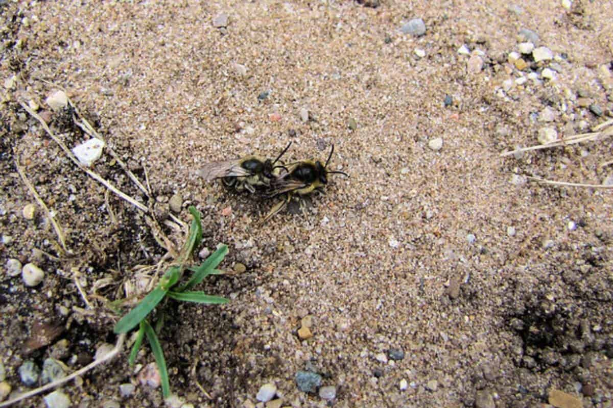 Apareamiento de abejas terrestres