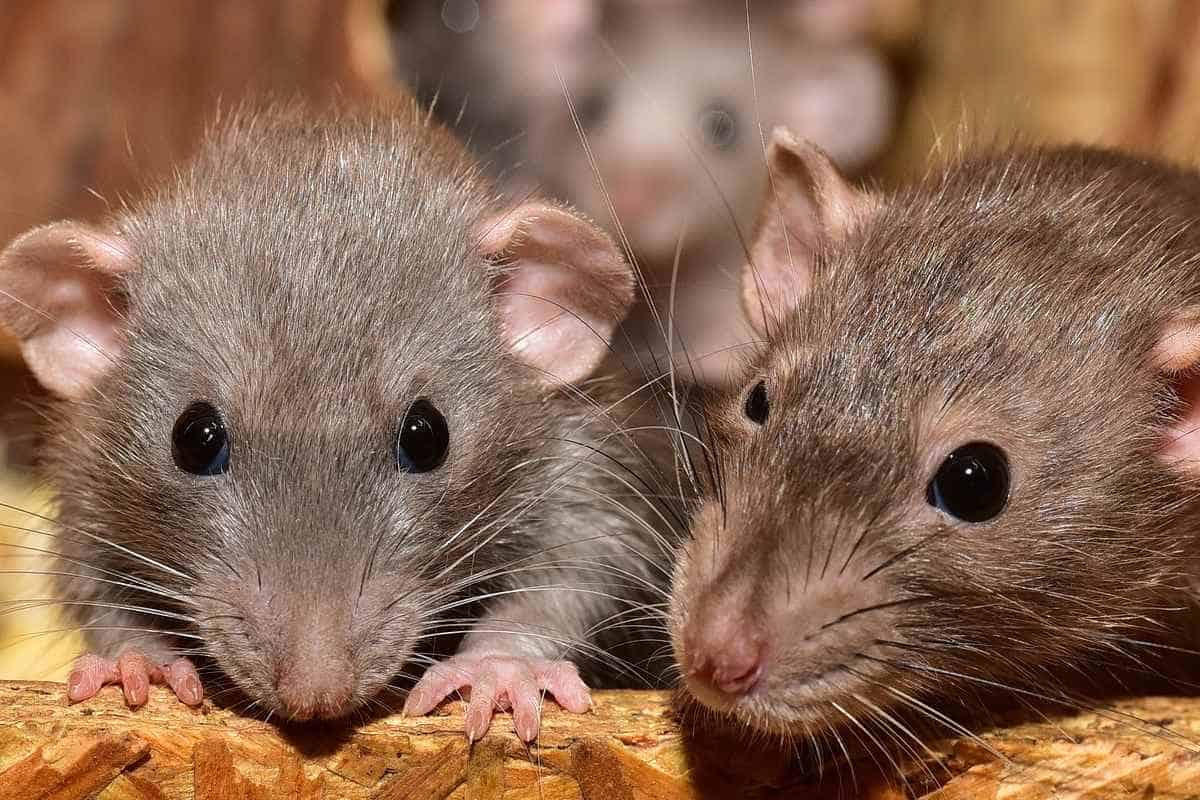 Ratas sobre madera