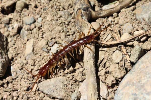 Lithobio sp.  arrastrándose por el suelo