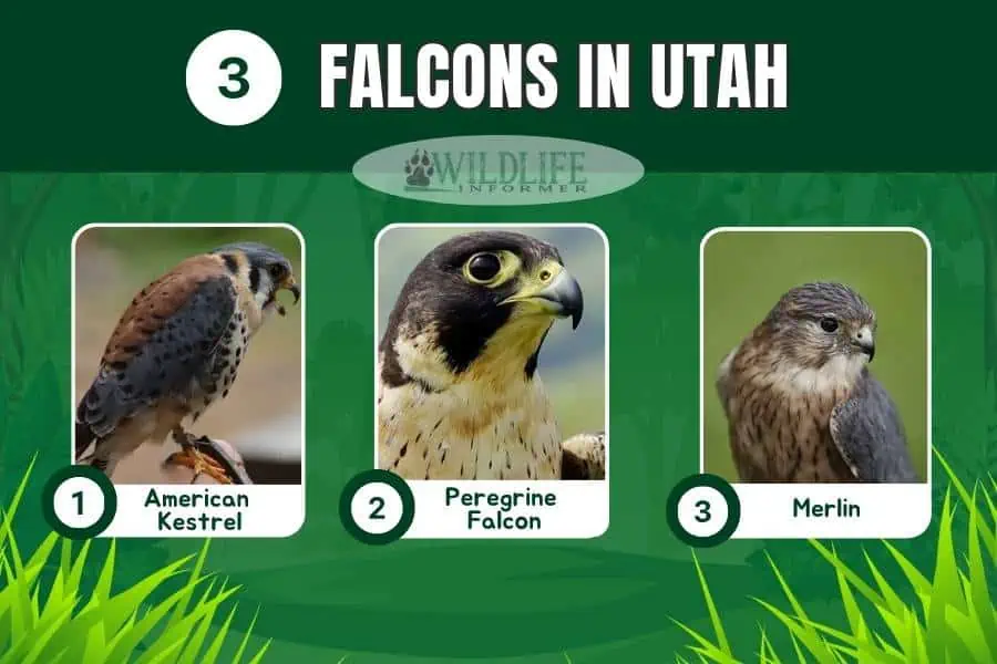Collage de fotos de halcones en Utah.