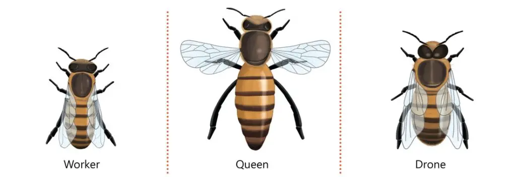 3 tipos de abejas en una colmena