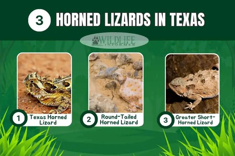 Collage de fotos de lagartos cornudos en Texas