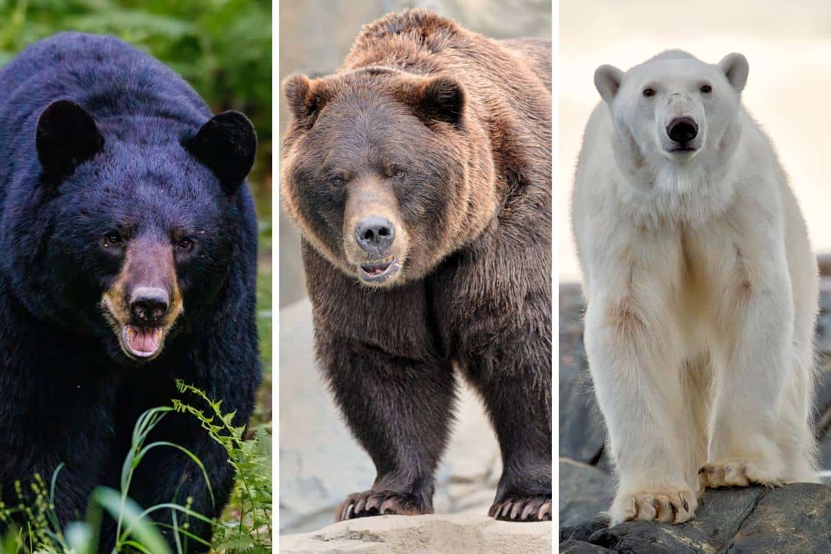 3 Tipos De Osos en América Del Norte (fotos)