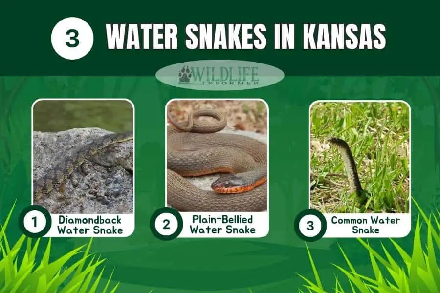 Collage de serpientes de agua en Kansas