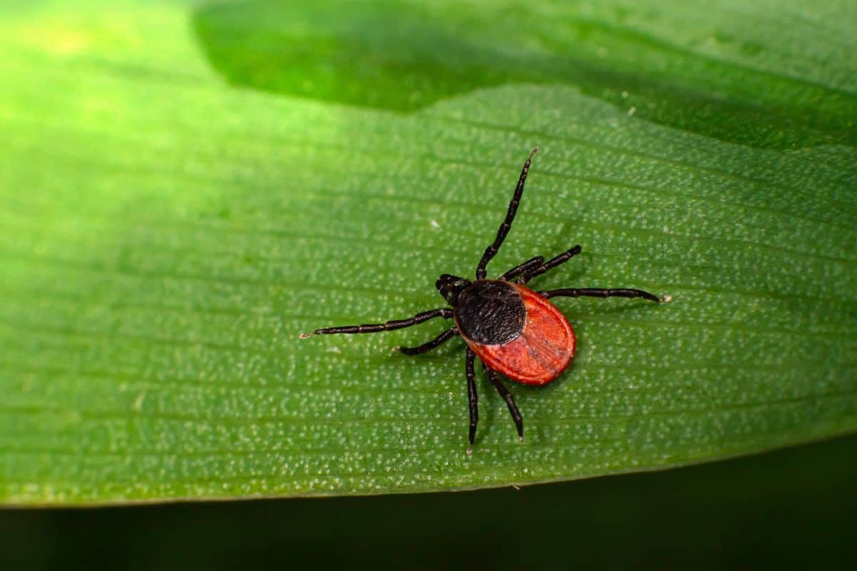 4 Garrapatas Comunes en Carolina Del Norte (imágenes)