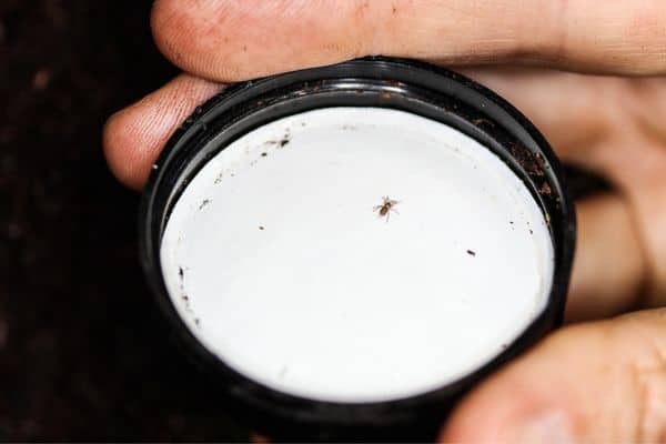 abeto musgo araña