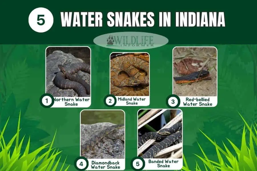 Collage de serpientes de agua en indiana.