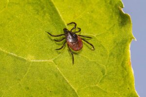 5 Garrapatas en Pensilvania (enfermedades Comunes)