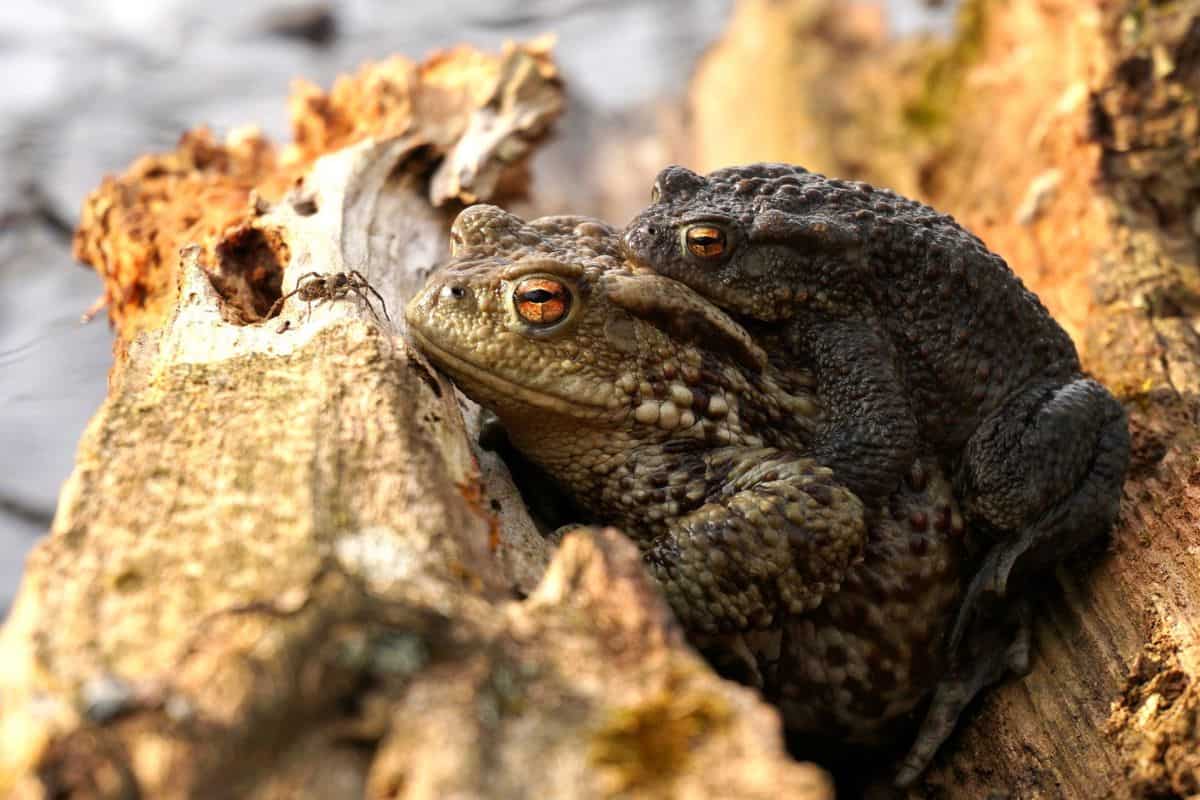 5 Ranas Que Comen Arañas (fotos)