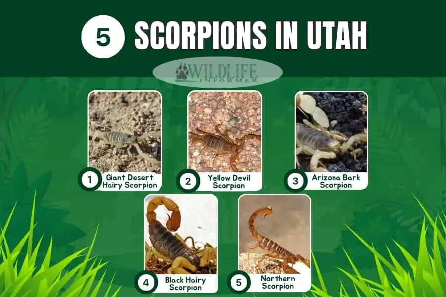 Collage de fotos de escorpiones en Utah.