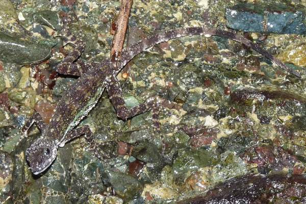anole de agua