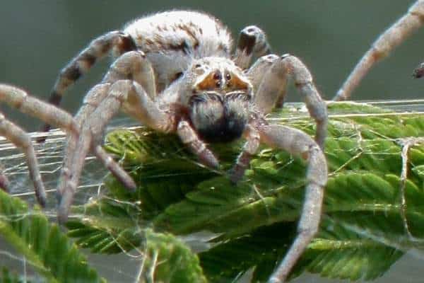 Araña social africana en plantas