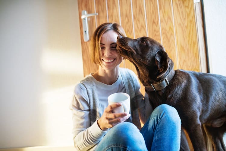 6 razones por las que mi perro me lame los ojos: ¿debería preocuparme o no? 1 Buscando atención