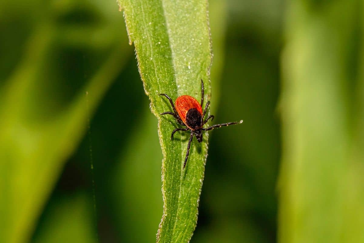 6 Tipos De Garrapatas en Texas (imágenes)