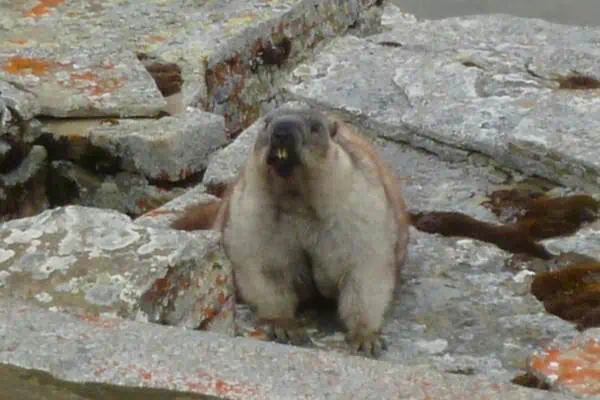 Marmota de Alaska sobre roca