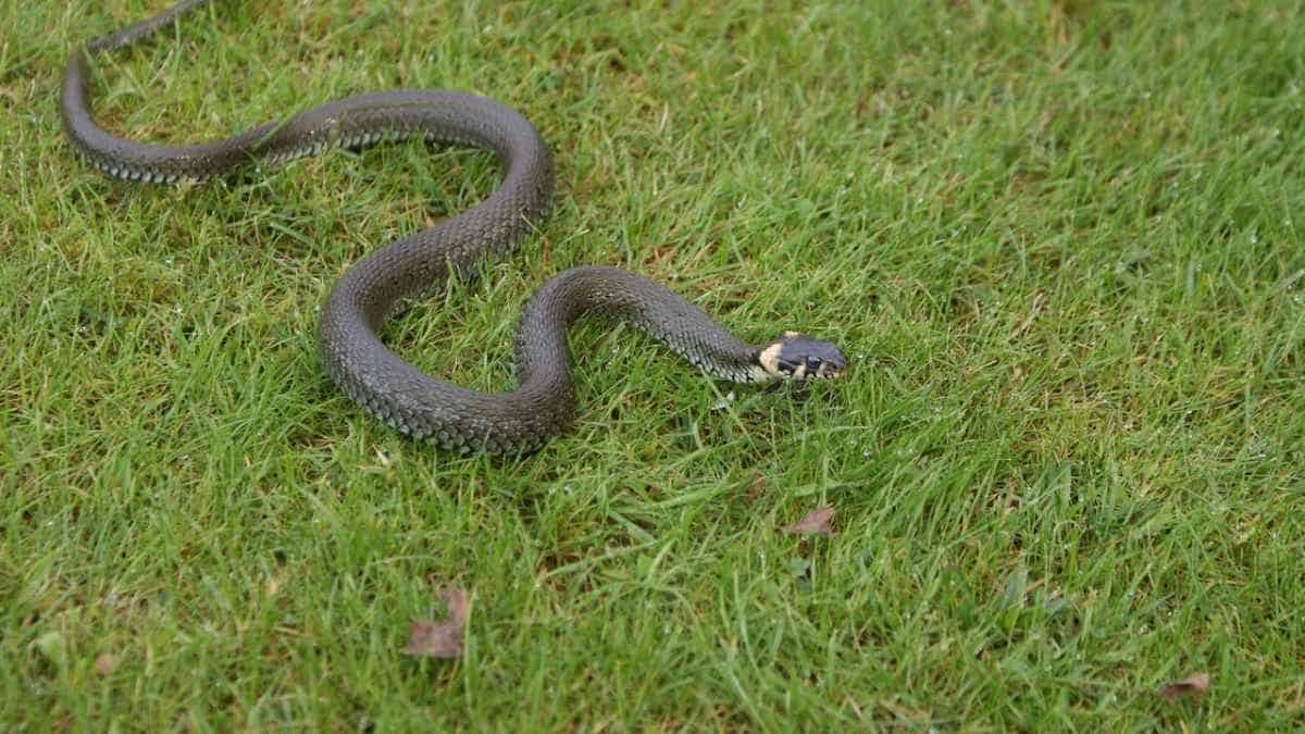 6 Tipos De Serpientes Que Puedes Encontrar en Los Jardines