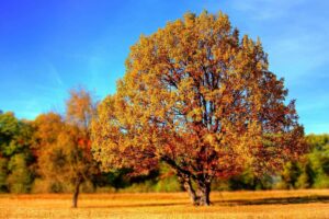 7 Adaptaciones únicas De Las Plantas (imágenes)