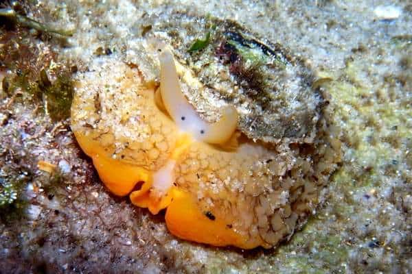 Babosa de mar paraguas