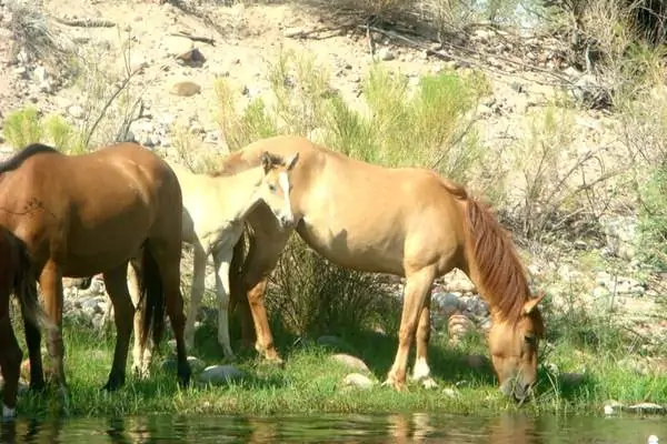 Caballos salvajes en el río salado de Arizona