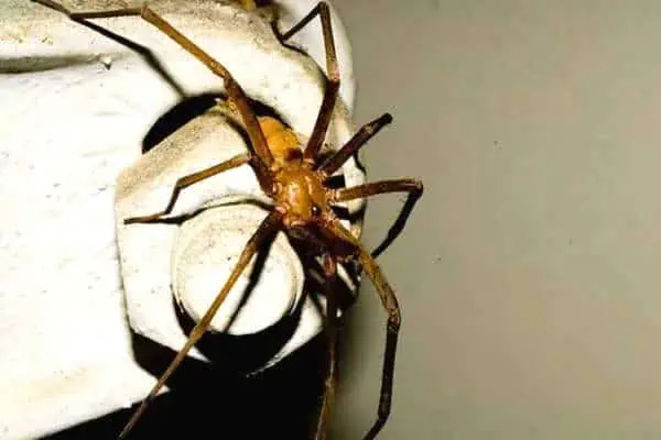 Araña doméstica del sur