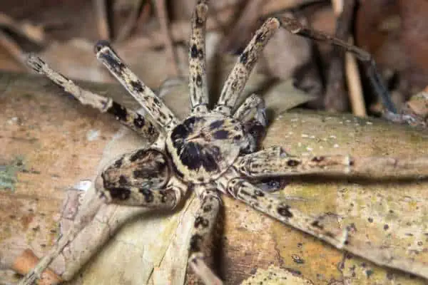 Araña de caña en un tronco