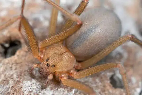 reclusa del desierto