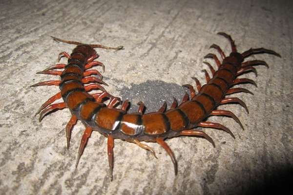 Ciempiés gigante amazónico en el suelo