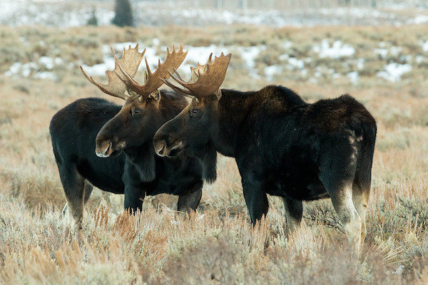 Dos alces con astas completas uno al lado del otro en un campo de artemisa