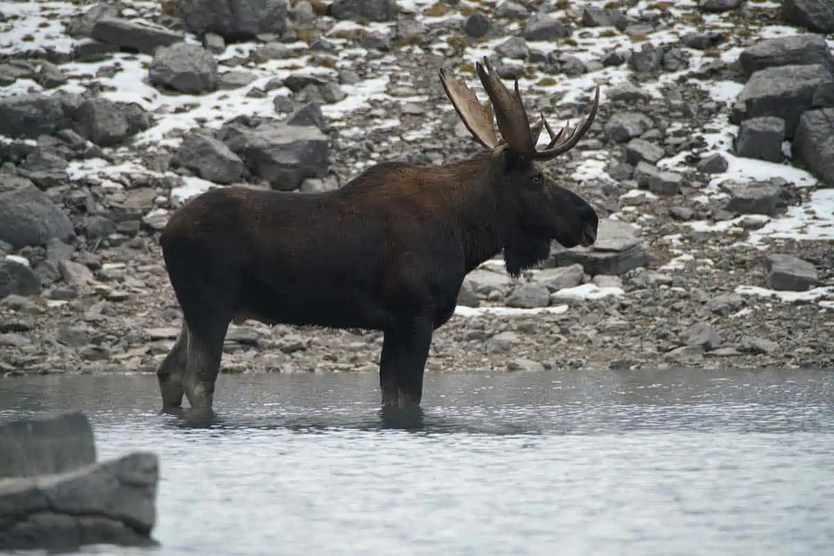 alces canadá 