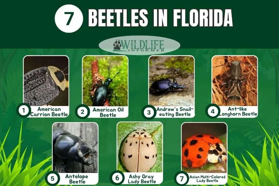 Collage de fotos de escarabajos en Florida
