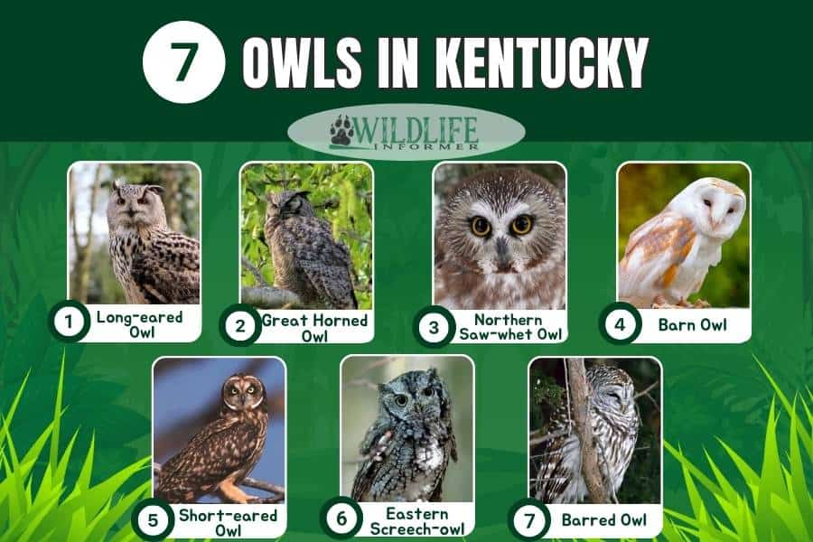 Collage de fotos de búhos en Kentucky