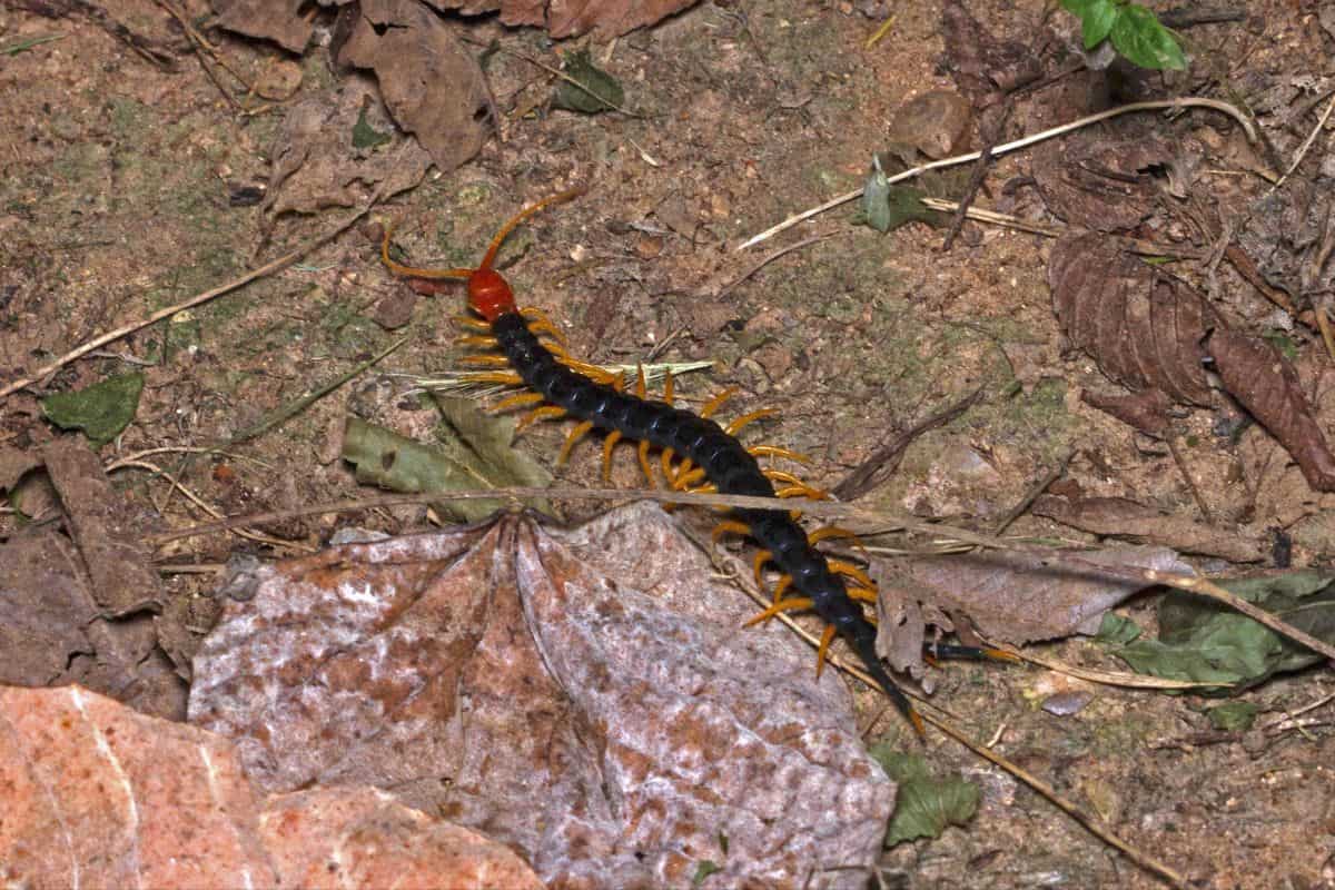 7 Especies De Ciempiés Encontradas en Texas