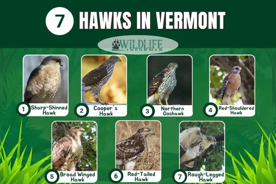 Collage de fotos de halcones en Vermont