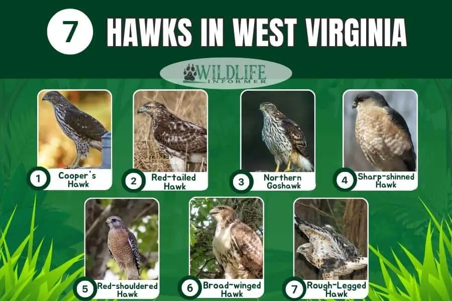Collage de fotos de halcones en Virginia Occidental
