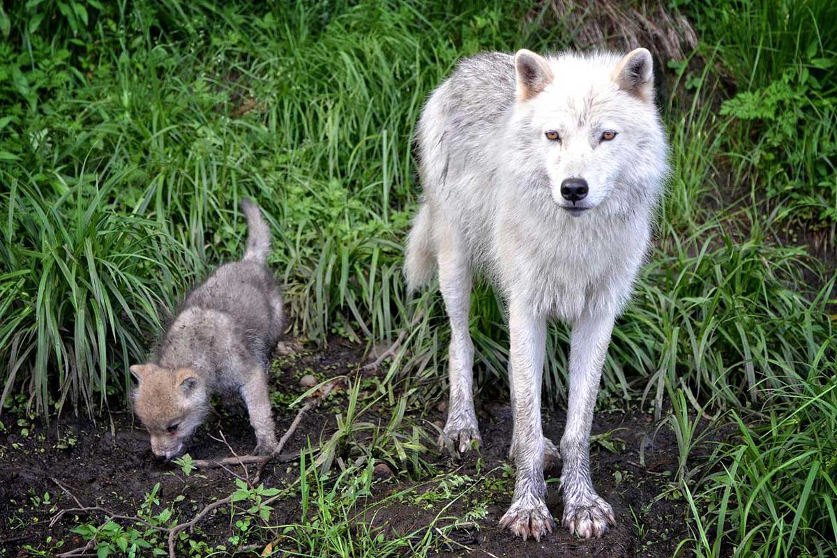 lobo de madera y cachorro