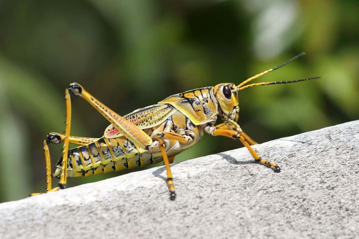 7 Saltamontes Comunes en Florida (fotos)