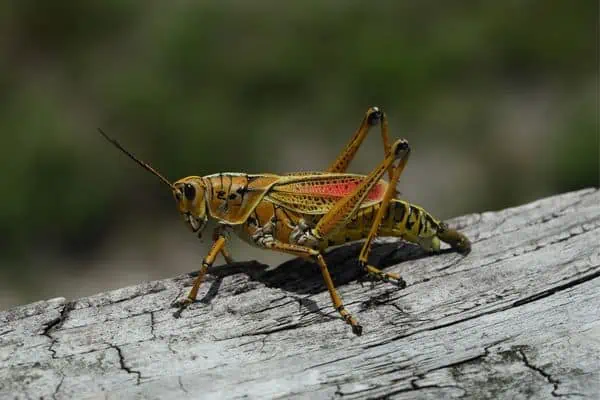 Saltamontes lubber del sur