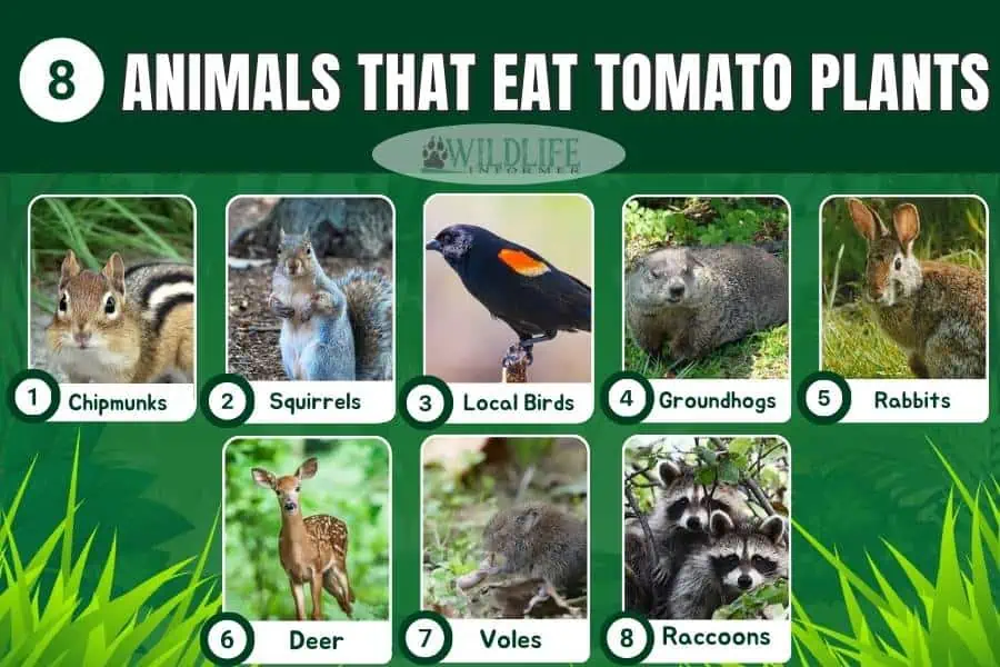 Collage de animales que comen plantas de tomate.