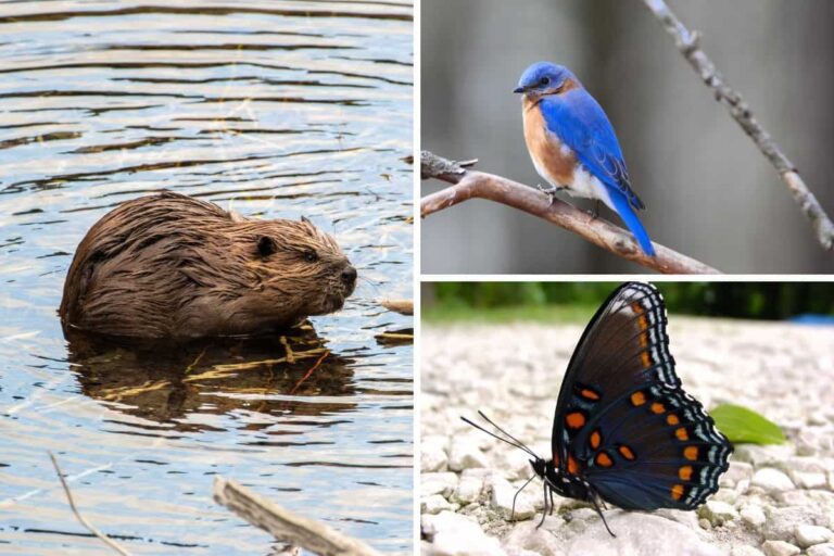9 Ejemplos De Animales Con Caparazón | 2026