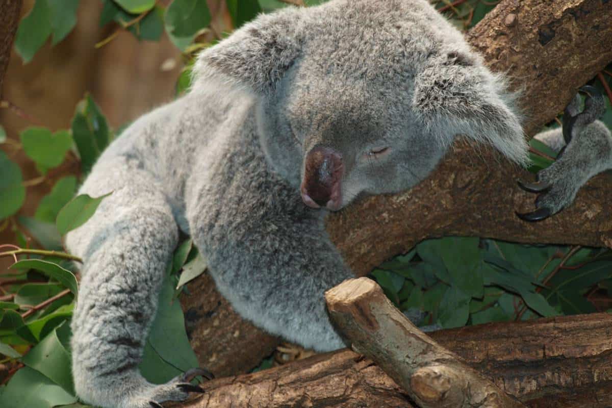 Koala durmiendo