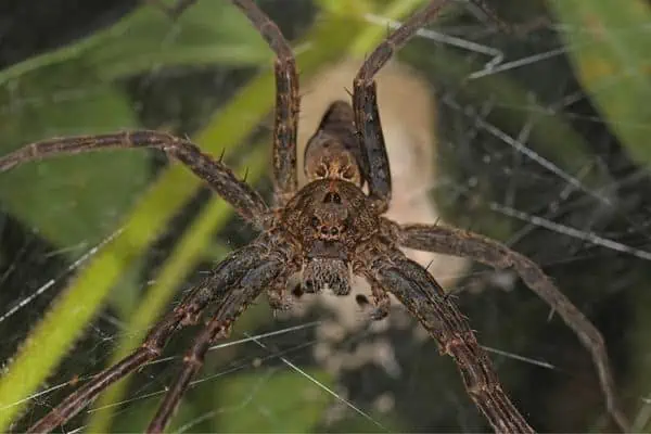 Dolomedes vittatus