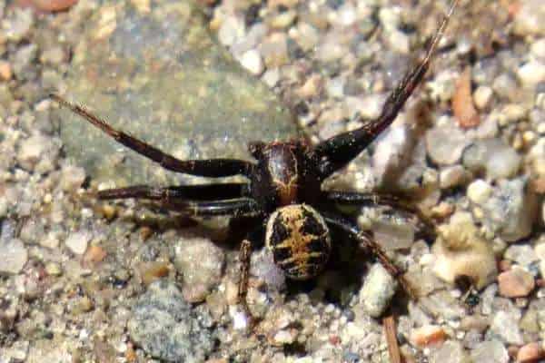 Araña cangrejo elegante sobre rocas