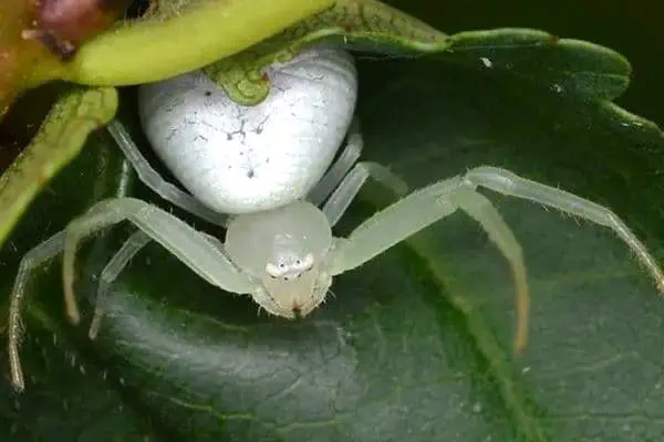 Araña cangrejo verde americana sobre una hoja