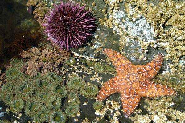 Estrellas de mar y erizos de mar en aguas poco profundas