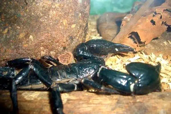 Escorpión negro de Malasia