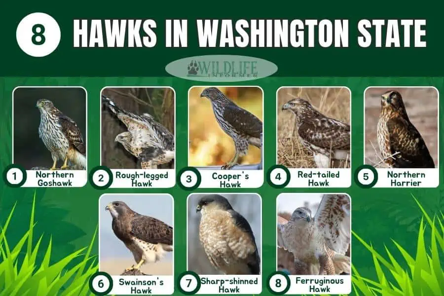 Collage de fotos de halcones en el estado de Washington