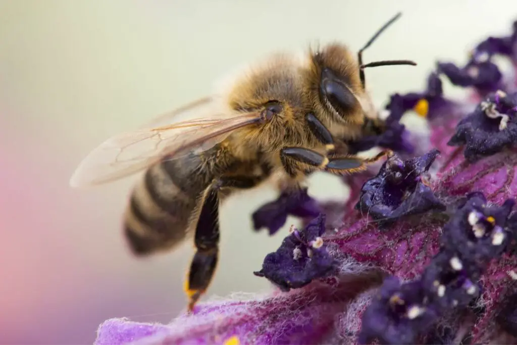 abeja melífera recogiendo néctar de una planta de lavanda