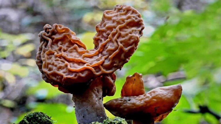 8 Hongos Que Parecen Cerebros | 2026