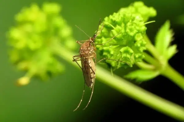 Mosquito de las inundaciones continentales