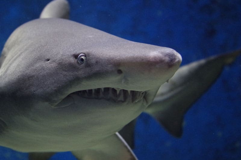 8 Mitos Comunes Sobre Los Tiburones (imágenes)